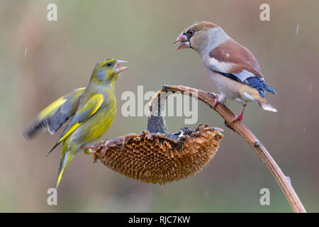 Hawfinch e Verdone (Coccothraustes coccothraustes), (Carduelis chloris) sostenendo circa i semi di girasole Foto Stock