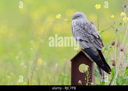 Montagu's Harrier, adulti, maschi, campania, Italia (Cyrcus pygargus) Foto Stock