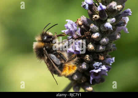 Close up di un Bumble Bee alimentazione da fiori di lavanda Foto Stock