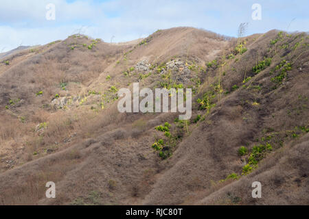 Agave, piante, Santiago, Capo Verde Foto Stock