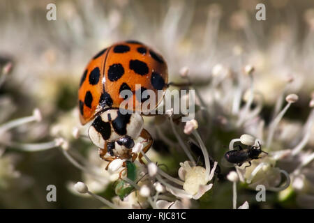 In prossimità di una lady bird alimentazione su un afide Foto Stock