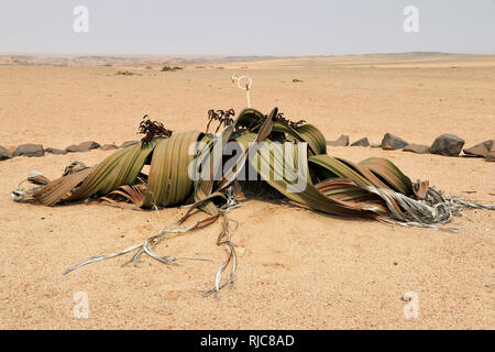 Maschio (Welwitschie Welwitschia mirabilis) - Namibia Africa Foto Stock