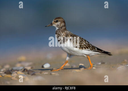 Voltapietre, capretti permanente sulla spiaggia, Campania, Italia (Arenaria interpres) Foto Stock