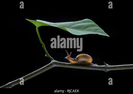 Close-up di una lumaca su un ramo, Indonesia Foto Stock