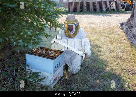 Apicoltore apertura di un alveare di api in Buffalo, Wyoming Foto Stock