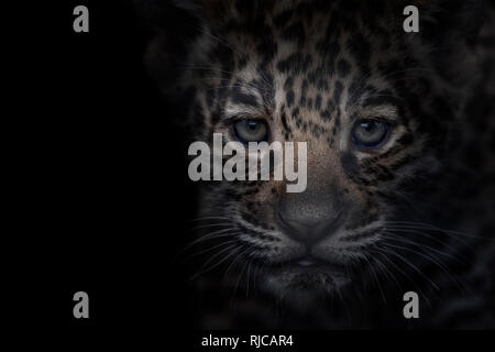 Carino jaguar cub, ritratto Foto Stock