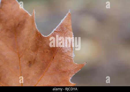 Meravigliose foto closeup isolate di lasciare congelati Foto Stock