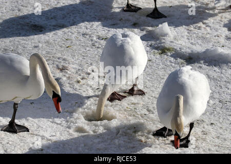 Grande folla di centinaia di cigni Foto Stock