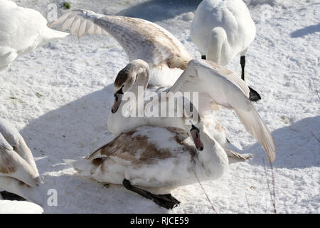 Grande folla di centinaia di cigni Foto Stock