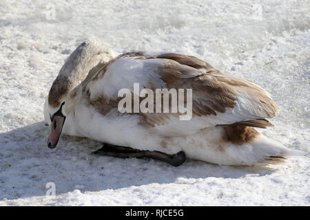 Grande folla di centinaia di cigni Foto Stock