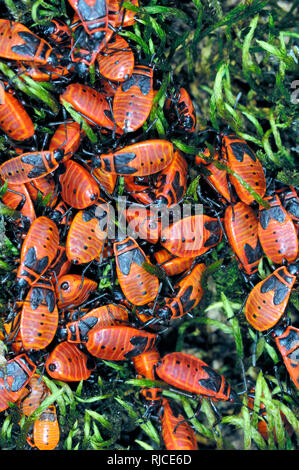 Aggregazione o massa di Fire bug o Firebugs, Pyrrhocoris apterus, sul tronco di un Lime Tree Foto Stock