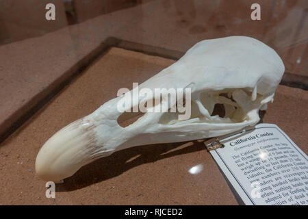 Cranio di un California Condor (Gymnogyps californianus) sul display nella Carl Hayden Visitor Center, Lake Powell, Arizona, Stati Uniti. Foto Stock