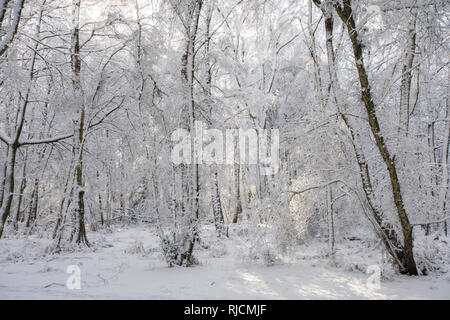 Ludshott comune, neve pesante copertura di alberi, cielo blu, Gennaio, Surrey, Regno Unito. Foto Stock