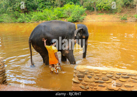 Lavaggio Mahout elefante a Dudhsagar cascate, Mare di Latte, Fiume Mandovi, Goa, India Foto Stock