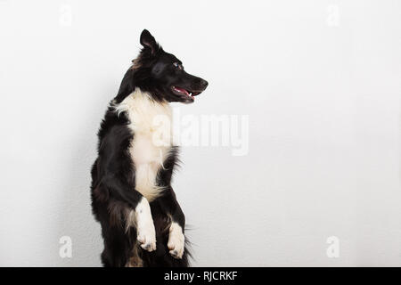 Giocoso Border Collie sheepdog in piedi su due zampe alla ricerca attenta isolate su muro grigio Sfondo con copia spazio. Foto Stock