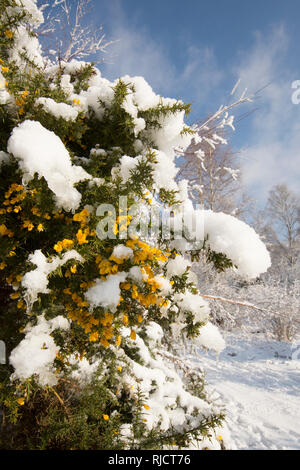 Comune Ludshott, neve su comuni Gorse fiori, Ulex Europaeus, cielo blu, Gennaio, Surrey, Regno Unito. Foto Stock