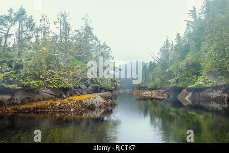 Rock alghe marine e gli alberi sono riflessi lungo il litorale misty su una mattinata nebbiosa in British Columbia misteriosa grande orso foresta pluviale. Foto Stock