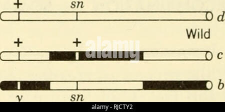 . Eredità di cella. Citogenetica. 360 Cellula modello di ereditarietà di un associazione di una ricombinante e uno nonrecombinant cromosoma 21 unità 45 unità Pattern B I II associazione di y + sia ricombinanti di â â â â ^â â â â â â â â â â H^C) un cromosoma cr Tenow y + y sn c tM^M ^M 1 n Wild + + + sn d ( 1 1 V singolo crossing over nella regione I + czn ar Z)cf Wild IDa Z)d Wild DC K)b giallo firmato + bcnz + dcnz sn singolo crossing over nella regione II Wild Ca Z)d ânc Selvatica Selvatica + c cm d d Z) due-strand J) doppio crossing over in + CZI Regioni I e II Wild. Figura 12.2. Somatic crossing over nel cromosoma X D Foto Stock