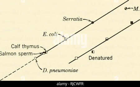 . Eredità di cella. Citogenetica. Meccanismi di azione del gene 299 DNA RAPPORTI DI BASE E GENE azione unitaria sulle ipotesi di azione del gene propone che i geni di controllo funzioni cellulare determinando la specificità della proteina e che questa a sua volta è realizzato mediante traslazione di un codice lineare dal nucleo- tide sequenza di DNA per la sequenza di amminoacidi della proteina. Recenti studi delle proprietà fisiche di DNA estratto da un gran numero di differenti specie hanno fornito dati non facilmente riconciliati con l'ipotesi unitaria. Un metodo per la determinazione della densità del DNA da parte di sedi di equilibrio Foto Stock