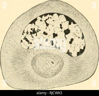 . La cella in fase di sviluppo ed ereditarietà. Le cellule. 20 GENERALE schizzo della cella è spesso difficile distinguere tra tali organismi metaplasmic ed i granuli comunemente dovrebbero essere gli elementi del protoplasma attivo ; infatti, come apparirà al di là (p. 29), non vi è motivo di ritenere che "protoplasmic" e "metaplasmic" granuli non possono essere separati da un preciso limite, ma sono collegati da varie gradazioni. Tra i prodotti esanime del protoplasma devono essere considerati anche i ccll-zvall o membrana mediante la quale la cella-corpo può. Si prega di notare che queste immagini sono Foto Stock