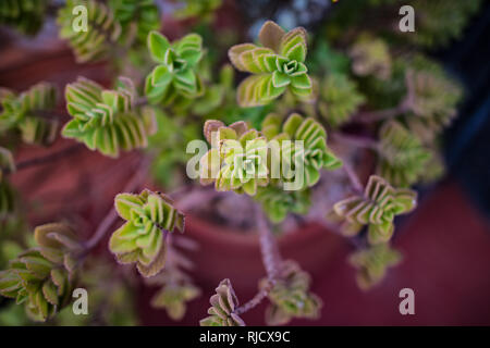 Succulente pianta cubana, Plectranthus Neochilus, aragosta Bush Foto Stock