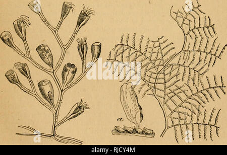 . Della Camera lettore scientifico : illustrato con incisioni in legno. Lettori. CCELENTERATA. 81 grande, che campionati dell'oceano sono a volte venato con loro, anche se esse sono individualmente in modo minuto che il numero contenuto in una sola tazza di acqua può superare tutta la popolazione umana del globo. Ccelenterata. Superiore in organizzazione i protozoi e generalmente considerata come classifica accanto al di sopra di essi, sono i gruppi che unitariamente riceve il nome di Ccelenterata.1 una grande somiglianza di struttura appare in tutti i Ccelen- terata. I loro corpi sono composti da due strati, uno dei quali costituisce Foto Stock