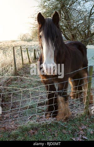 Un cavallo in un campo guardando oltre il recinto. Foto Stock