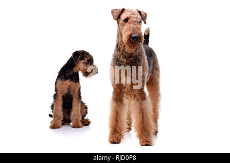 Studio shot di due adorabili Airedale Terrier - isolato su sfondo bianco. Foto Stock