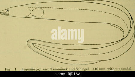 . Centrale spedizioni asiatica del Museo Americano di Storia Naturale, sotto la guida di Roy Chapman Andrews : contributi preliminari in geologia, paleontologia e zoologia. Centrale spedizioni asiatico (1921-1930); spedizioni scientifiche; Storia Naturale; spedizioni scientifiche; storia naturale. 326 bollettino del Museo Americano di Storia naturale [Vol. LIV Anguillid^. Il vero anguille Anouilla Shaw George Bernard Shaw, 1803, "Generale Zoologia sistematica o di Storia Naturale,', IV, p. 15. Tipo: Anguilla vulgaris. Questo genere si distingue dai suoi parenti dalla presenza di piccoli, embedded, scale lineari Foto Stock