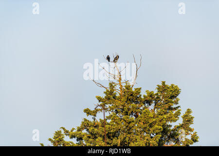 Chiusi Scalo estate verde albero con due corvi uccelli seduta appollaiato sulla cima in Umbria il paesaggio Foto Stock