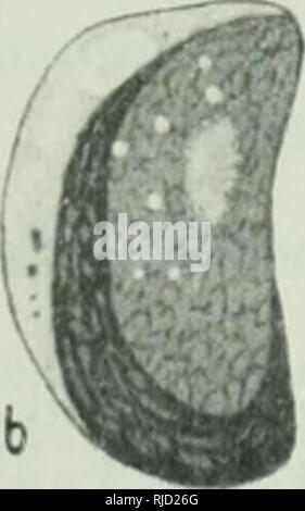 . Centralblatt für Bakteriologie, Parasitenkunde und Infektionskrankheiten. Batteriologia; parassitologia; malattie trasmissibili; microbiologia medica; batteriologia; malattie trasmissibili; microbiologia; Parassitologia. . Si prega di notare che queste immagini vengono estratte dalla pagina sottoposta a scansione di immagini che possono essere state migliorate digitalmente per la leggibilità - Colorazione e aspetto di queste illustrazioni potrebbero non perfettamente assomigliano al lavoro originale. Jena. Jena : G. Fischer Foto Stock