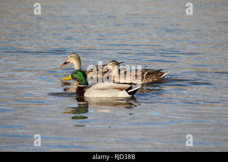 La fauna del fiume Colorado, Paratia Città, Arizona Foto Stock