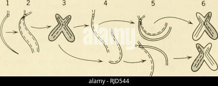 . Eredità di cella. Citogenetica. 192 eredità di cella. Duplicazione prima c-metafase duplicazione secondo c-metafase con marcato dopo lat)eling senza latKled dopo la marcatura di timidina timidina figura 7.5. Duplicazione cromosomica esperimento (dopo Taylor, boschi e Hughes, 1957, Proc. Natl. Acad. So. Wos/i., 43:122). 1. Cromosoma prima di duplicazione; visto come un filamento sotto il microscopio, si è rivelata essere bipartito in questo esperimento. 2. Cromosoma dopo la duplicazione in presenza di materie radioattive timidina-H' . 3. Aspetto di cromosomi di metafase, mostrando la marcatura uniforme. 4. Separazione di t Foto Stock