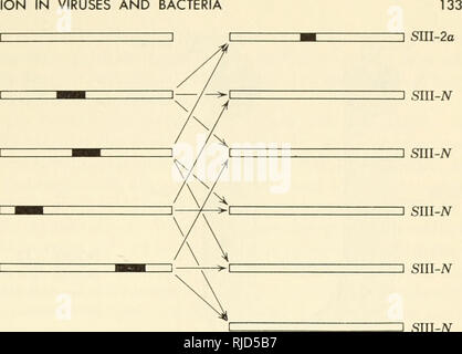 . Eredità di cella. Citogenetica. La ricombinazione di virus e batteri sni-iv sni-1 Sm-la o-16 I. sm-ic i â ^âfr^io ho sui-N sni-21 â â âV-^io ho siii-A^ ] Slll-iV figura 5.12. Uno schema per la struttura del DNA nei ceppi elencati nella tabella 5.4, che illustrerà i risultati ottenuti. Solo poche interazioni sono indicati come un esempio di come il modello funziona. quantità di capsule; ciascuno rese DNA che trasformerà R celle solo al proprio tipo. Ma quando questi DNA sono usati per trasformare uno o un altro dei tipi intermedia, risultati del tipo mostrato nella tabella 5.4 sono ottenuti. In un primo momento Foto Stock