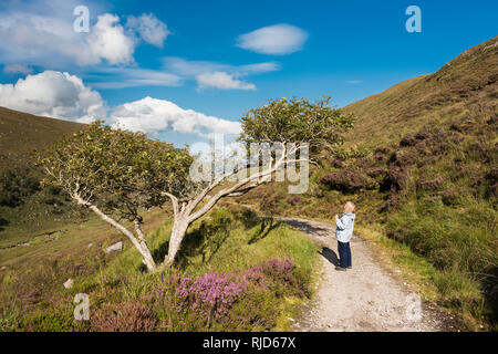 Camminatrice che esamina un antico albero di holly su un sentiero attraverso il Glenveagh National Park, contea di Donegal, Irlanda, in una splendida giornata di agosto Foto Stock