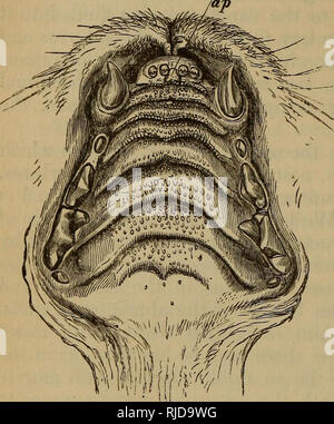 . Il gatto : introduzione allo studio della backboned animali, particolarmente mammiferi. Gatti; anatomia di confronto. 170 IL GATTO [CHAP. VI. § 8. Il gatto in bocca è delimitato esternamente da tbe labbra, che formano un unico piegare intorno alla mascella inferiore e due pieghe, separate da un intaglio mediano, intorno alla mascella superiore. All'interno dei labbri, pieghe di membrana chiamato frama, procedere verso l'interno, e li legano alle gengive che sono masse di tessuto fibroso denso di investire i margini alveolare della mascella-ossa e coperto da mucosa di una superficie liscia e altamente vascolare carattere. Lateralmente, la bocca è delimitata dalla ch Foto Stock