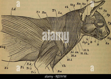 . Il gatto : introduzione allo studio della backboned animali, particolarmente mammiferi. Gatti; anatomia di confronto. 136 TEE CAT. [CHAP. v. I muscoli della faringe aride effetto palato deglutizione. Non appena una qualsiasi porzione di cibo o di altro oggetto, viene afferrato dal muscolo superiore della faringe, delle sue fibre e quelli della parte inferiore della muscolatura faringea contratto in successione, in modo da guidare il sub- posizione così afferrata all'indietro verso lo stomaco. I muscoli del tronco e della coda. § 8. I muscoli della schiena sono disposte in strati successivi.. Fig. 77.-i muscoli del lato destro del Fore-trimestre. Una forma rettangolare c Foto Stock