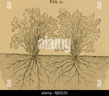 . Il sedano a scopo di lucro. Il sedano. [Dal vecchio catalogo]. Il giardino di casa raccolto. 15 lo scopo di dare loro più uniforme e di spazio e di incoraggiare la crescita di radice. Da due a quattro piccole scatole-ogni dire sedici pollici e mezzo lungo, nove pollici di larghezza e quattro pollici profondo-conterrà tutti gli impianti necessari per una famiglia media's home offerta di sedano. In luogo dei cappelli delle piante può essere impostato direttamente in un hot-letto, o anche di un telaio a freddo. Il minuscolo trapianto di piantine facilmente. Insieme a loro un mezzo o tre quarti di un pollice di distanza, con righe circa tre pollici di distanza, che darà da cinquanta t Foto Stock