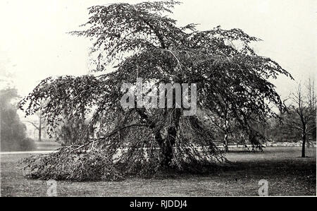 . Il secolo libro di giardinaggio; un lavoro completo per ogni amante del giardino. Il giardinaggio. 434 Il secolo libro di giardinaggio. Maple), A. pscudo-platanus (Sycamore), Ailantus glandulosa (albero del Cielo), Amygdalus (mandorla), Cerasus (ciliegio) di sorta, Colutea arborescens (Vescica Senna), Cotoneaster in varietà, Crataegus (Thorn), di molti tipi, compresi il doppio-fiorito varietà del Biancospino Dimorphanthus mandchuricus, Euonymus europaeus (mandrino Tree), coltivazione suspensa, F. viridissima, Fraxinus (ceneri), diverse forme, Genista hispanica (Spagnolo Furze), Hibiscus syriacus, Lab Foto Stock