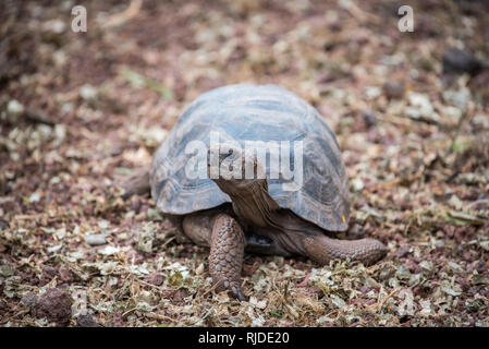 Le Galapagos Baby Tortise in Ecuador Foto Stock