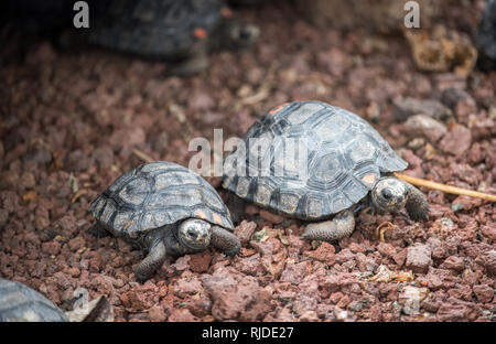 Le Galapagos Baby Tortise in Ecuador Foto Stock