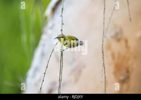 Oliva-backed Sunbird [Cinnyris jugularis], femmina Foto Stock