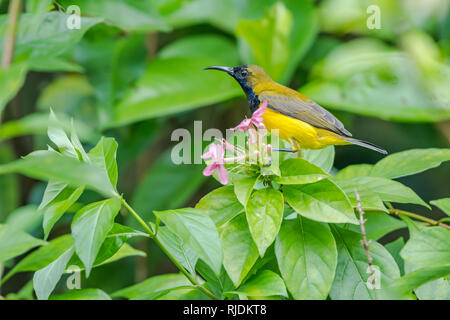 Oliva-backed Sunbird [Cinnyris jugularis], maschio Foto Stock