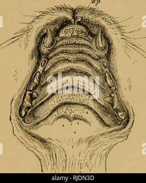 . Il gatto; una introduzione allo studio della backboned animali, particolarmente mammiferi. Gatti; anatomia di confronto. 170 Il gatto. [CiiAr. VI. Â§ 8. Il gatto :ioutii è boimdod cxterually Ly il lij^s, wliicli formano una piega singola intorno tlic mascella inferiore e due pieghe, separate da un intaglio mediano, intorno alla mascella superiore. All'interno dei labbri, pieghe di membrana chiamato frccna, procedere verso l'interno, e li legano alle gengive che sono masse di tessuto fibroso denso di investire i margini alveolare della mascella-ossa e coperto da mucosa di una superficie liscia e altamente vascolare carattere. Laterall)^ la bocca è delimitata Foto Stock