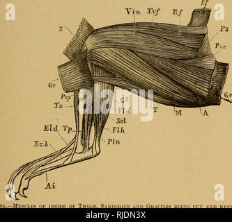 . Il gatto; una introduzione allo studio della backboned animali, particolarmente mammiferi. Gatti; anatomia di confronto. Il CHAP, v.] I gatti muscoli. 157 Questi tre muscoli piegare il bacino o tliigli sul corpo e il riso verm, e sono di grande utilità in esecuzione, bounding, e arrampicata. Il ppctineus è un muscolo che discende dalla maggior parte anteriore del pube spuphysis e la parte ventrale della tesa del bacino per essere inserita in un costone che scende dal minor tro- chanter alla linea supra, e nella linea stessa. Si tratta di un piccolo muscolo sottile, eppure non si estende a metà strada fare^^^l la coscia. Foto Stock