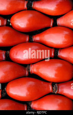 La disposizione delle bacche di colore rosso o rosa canina Hips (Rosa canina) Foto Stock