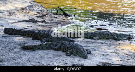 Un gruppo di coccodrilli sulle rive del fiume Grumeti. Africa Foto Stock