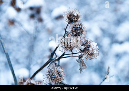 Comune secco Thistle piante coperte di neve in inverno Foto Stock