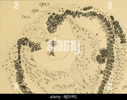 . Grotta di vertebrati di America; uno studio in evoluzione degenerativa. Animali cavernicoli; Heteropygii. EIGENMANN piastra 26. ..^Bm^' &AMP;•'•&GT; °ps- J 4 ft, un HI' B iii r. Si prega di notare che queste immagini vengono estratte dalla pagina sottoposta a scansione di immagini che possono essere state migliorate digitalmente per la leggibilità - Colorazione e aspetto di queste illustrazioni potrebbero non perfettamente assomigliano al lavoro originale. Eigenmann, Carl H. , 1863-1927. Washington, D. C. , Carnegie Institution di Washington Foto Stock