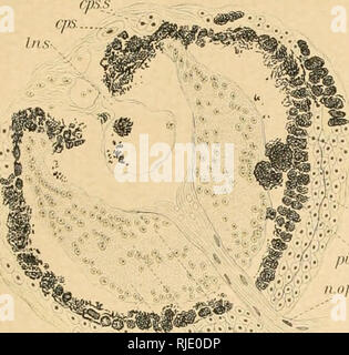 . Grotta di vertebrati di America; uno studio in evoluzione degenerativa. Animali cavernicoli; evoluzione. EIGENMANN piastra 26 .. -Rhr. o -f-;/.i.". m."";â â"¢ I" â '^1' II verso l'alto. - %:^Â" "^h o 4 s B. Si prega di notare che queste immagini vengono estratte dalla pagina sottoposta a scansione di immagini che possono essere state migliorate digitalmente per la leggibilità - Colorazione e aspetto di queste illustrazioni potrebbero non perfettamente assomigliano al lavoro originale. Eigenmann, Carl H. , 1863-1927. Washington, D. C. , Carnegie Institution di Washington Foto Stock